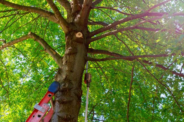 1st Priority Tree Service, LLC