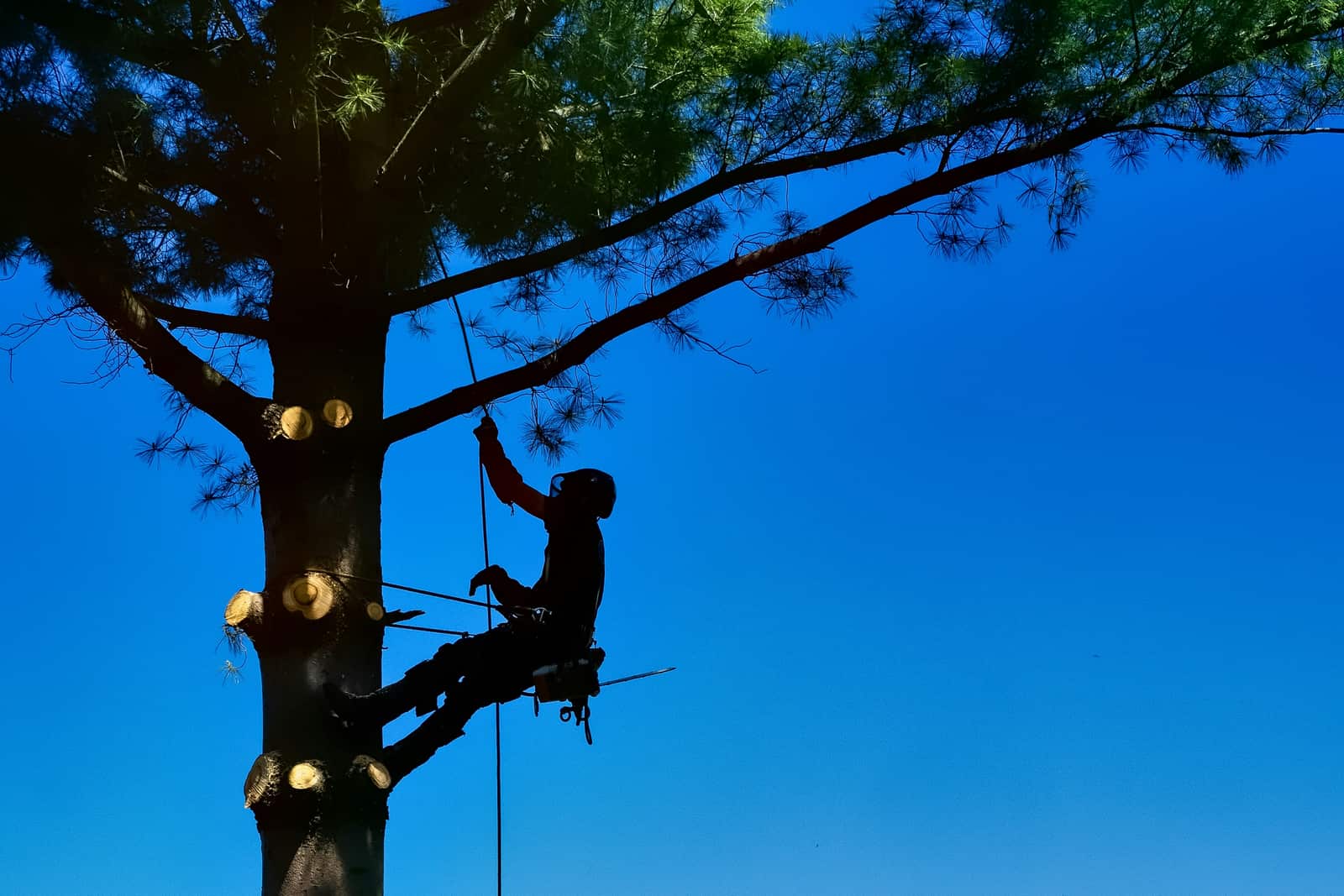Tree Health